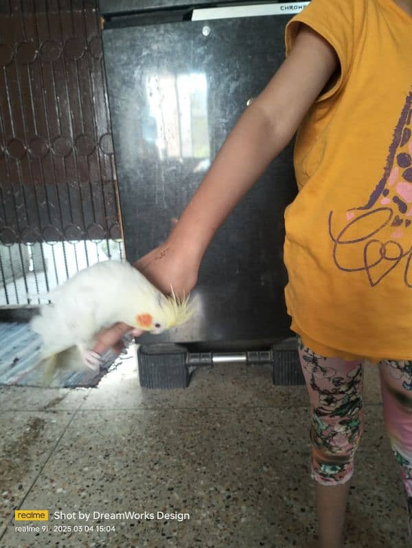 Hand Tame Cockatiel Parrot 1