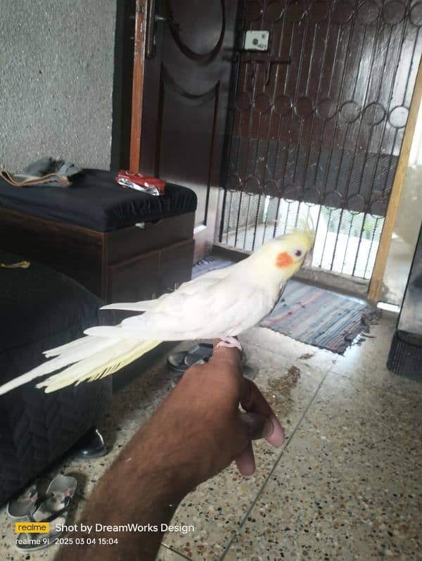 Hand Tame Cockatiel Parrot 2