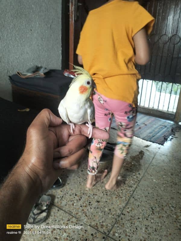 Hand Tame Cockatiel Parrot 3