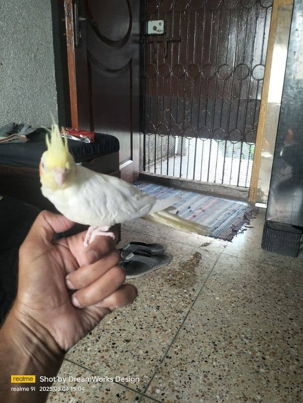 Hand Tame Cockatiel Parrot 4