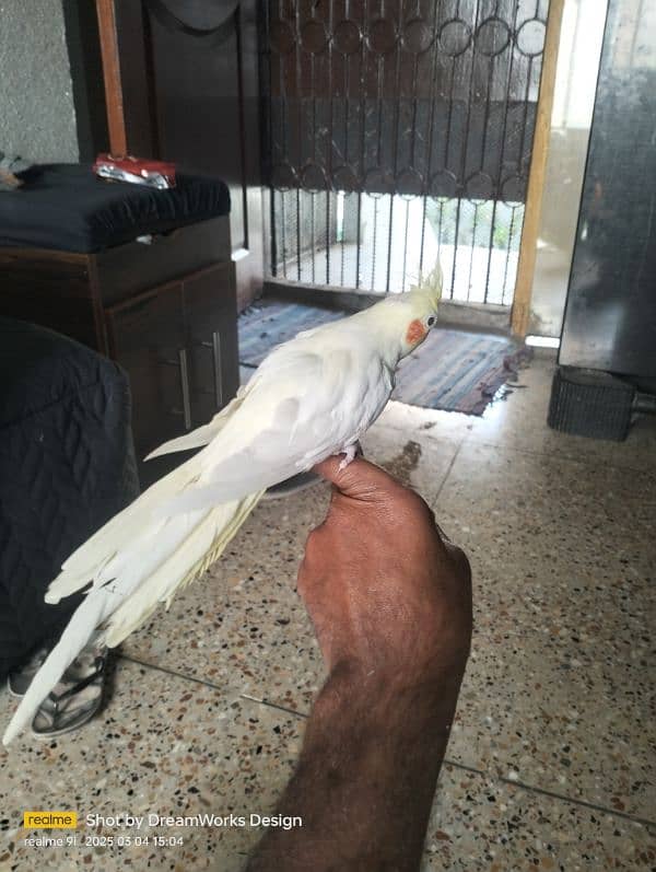 Hand Tame Cockatiel Parrot 5