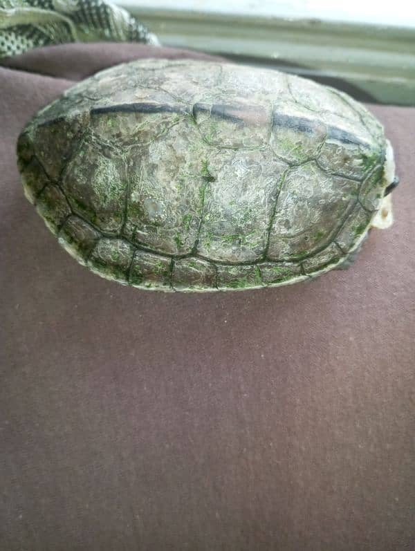 Green roofed turtle full active full healthy 9