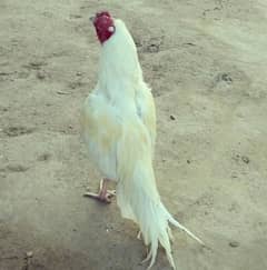 Aseel Hera 12 month old White color