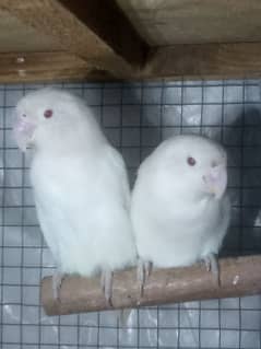 rad eyes albino pair