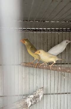 all Finch pair