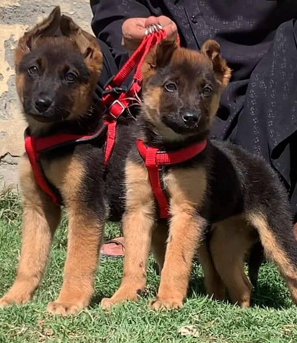 Pure Alsatian bagiyari full security guard piar available for sale 0