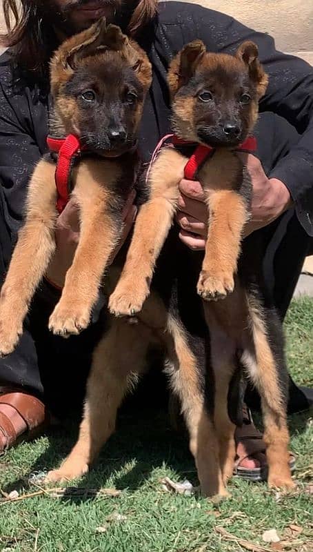 Pure Alsatian bagiyari full security guard piar available for sale 3