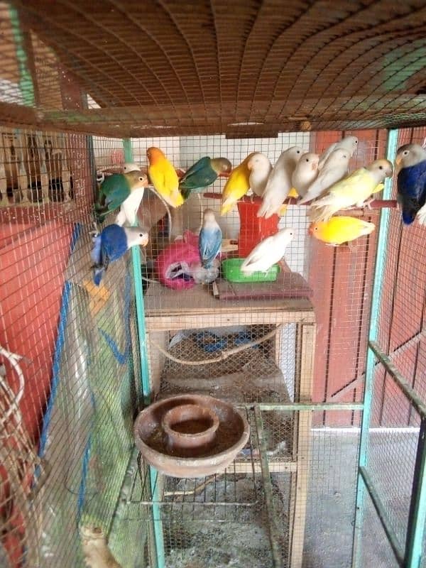 All kind of Parrots Available 0