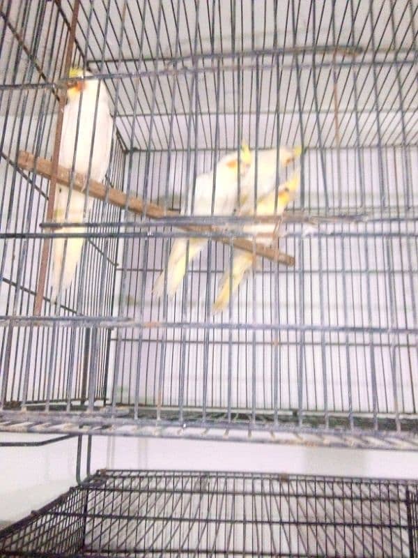 All kind of Parrots Available 2