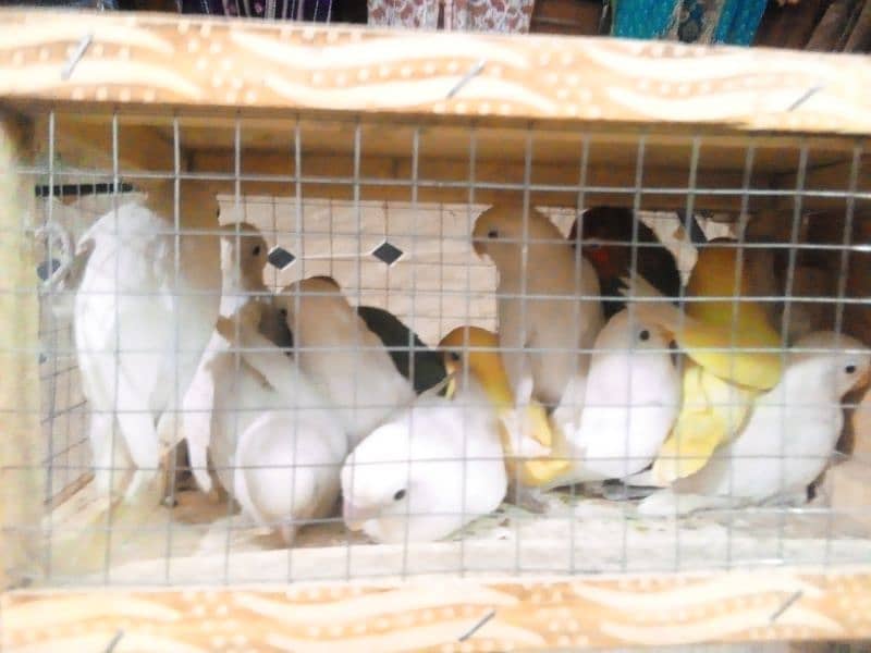 All kind of Parrots Available 4