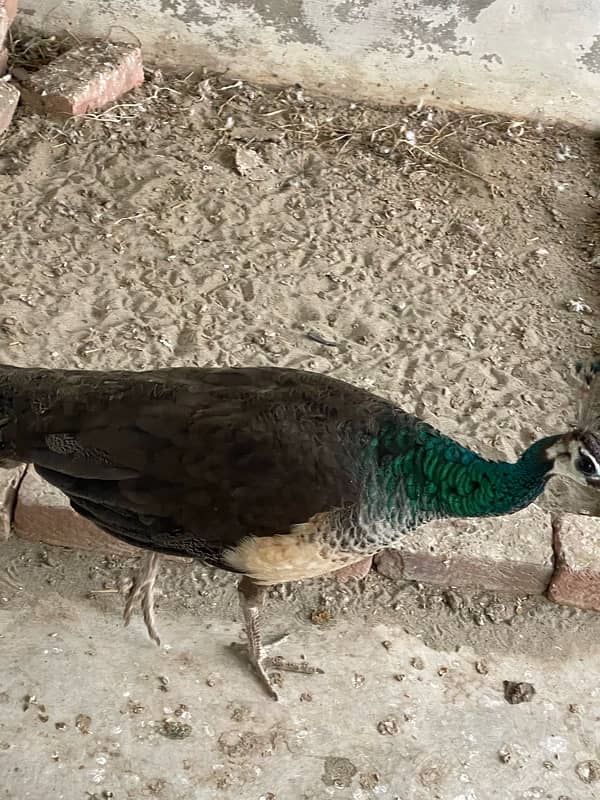 Peacock for sale 0