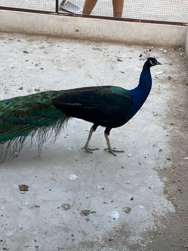 Peacock for sale 1