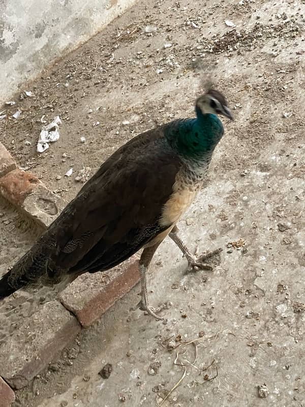 Peacock for sale 2