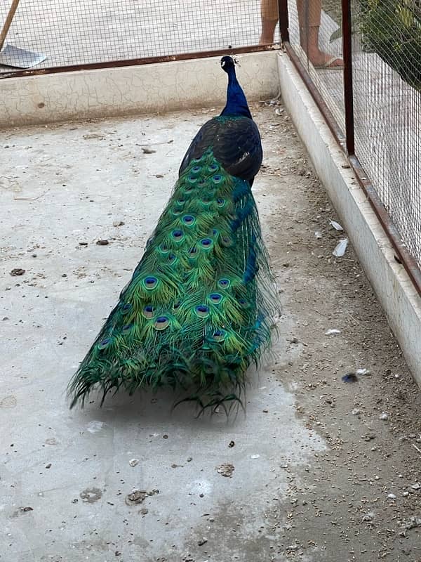 Peacock for sale 3