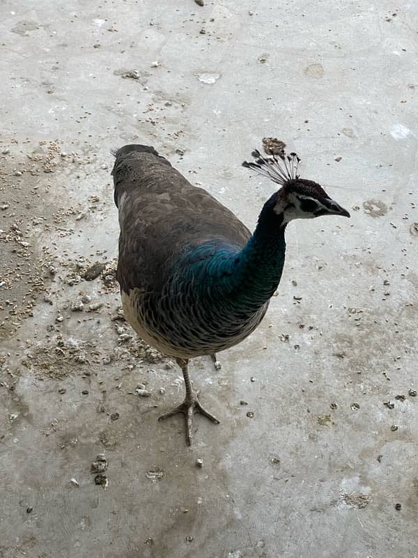 Peacock for sale 5