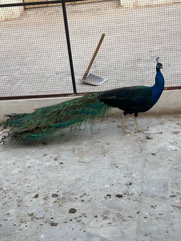 Peacock for sale 6