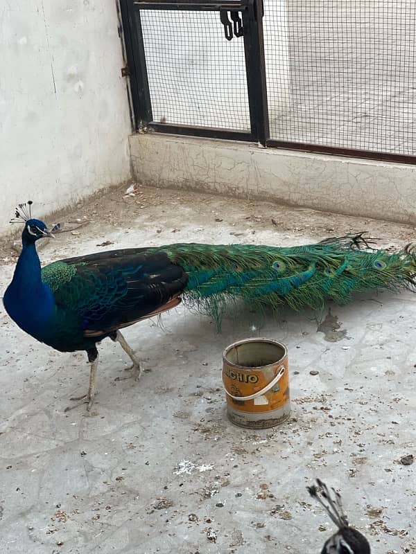 Peacock for sale 8