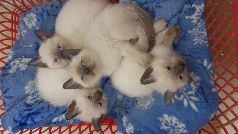 Siamese Kittens 0