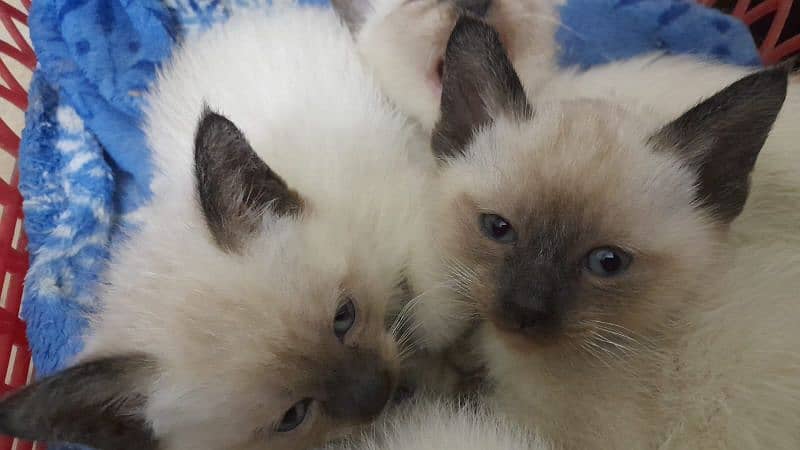 Siamese Kittens 1