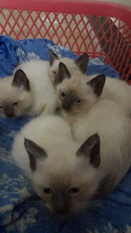 Siamese Kittens 2