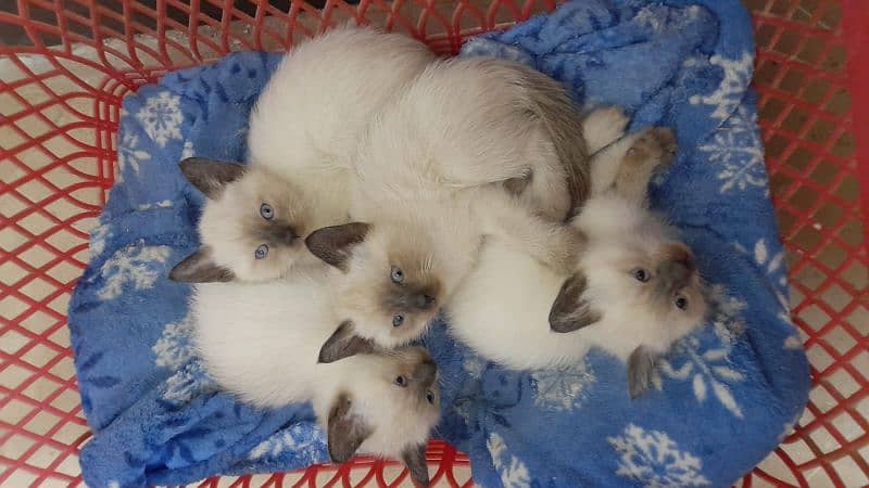 Siamese Kittens 3