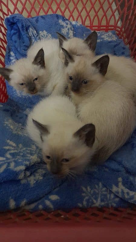 Siamese Kittens 4