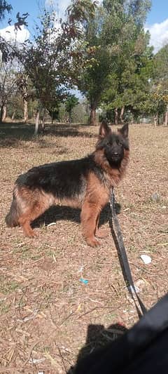 german shepherd non pedigree