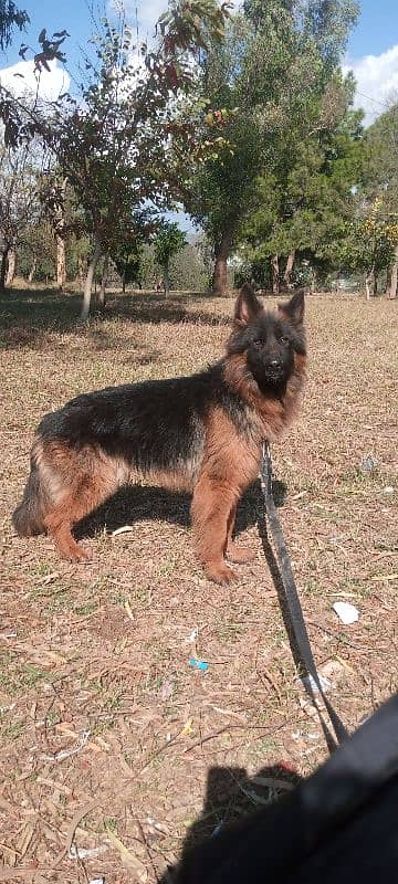 german shepherd non pedigree 0