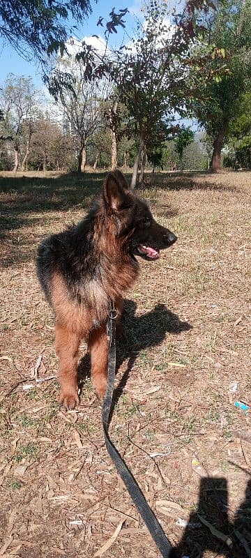 german shepherd non pedigree 1