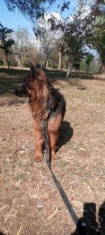 german shepherd non pedigree 2