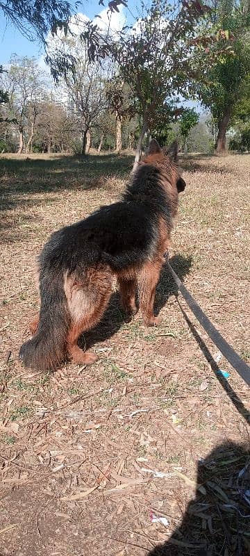 german shepherd non pedigree 3