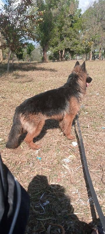 german shepherd non pedigree 4