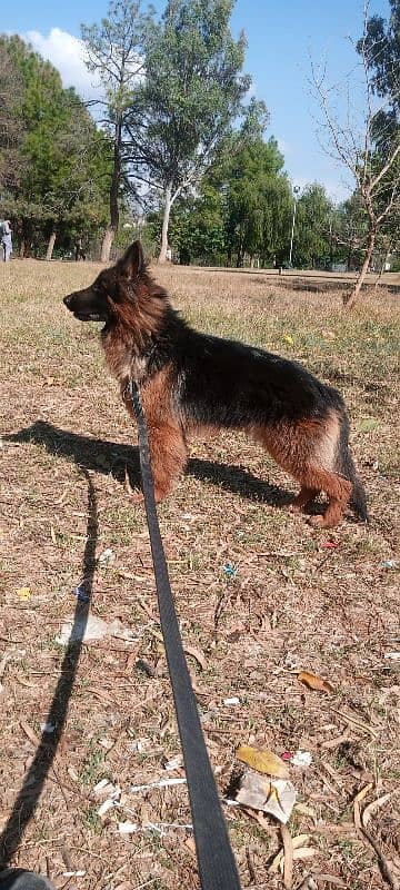 german shepherd non pedigree 5