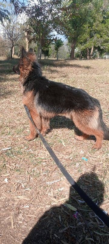 german shepherd non pedigree 6