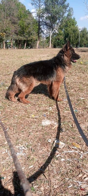 german shepherd non pedigree 7