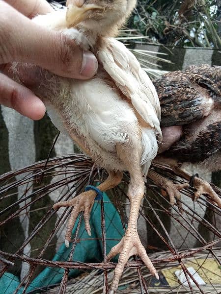 Rampuri Aseel pair Chicks 1