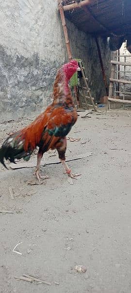 Rampuri Aseel pair Chicks 7