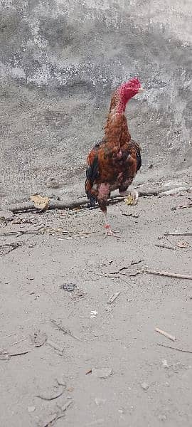 Rampuri Aseel pair Chicks 8