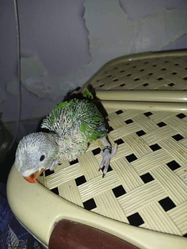 Green Ringneck Chick.  Home breed 0