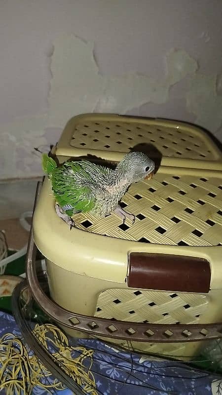 Green Ringneck Chick.  Home breed 1