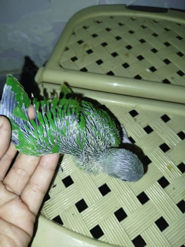 Green Ringneck Chick.  Home breed 2