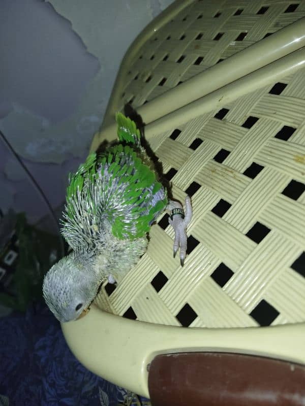 Green Ringneck Chick.  Home breed 3