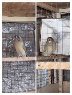 Common Gouldian chicks