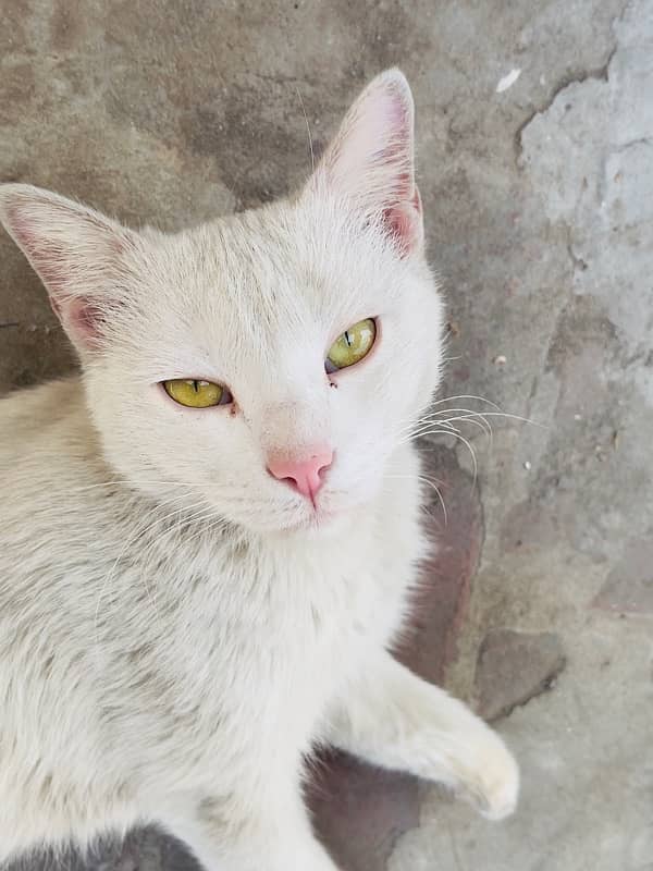 Fluffy White Female Cat 0