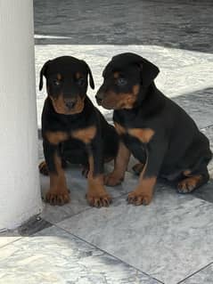 doberman highly quality female only