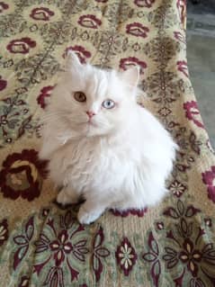 Beautiful Persian Double Coat Doll Face Kitten For Sale