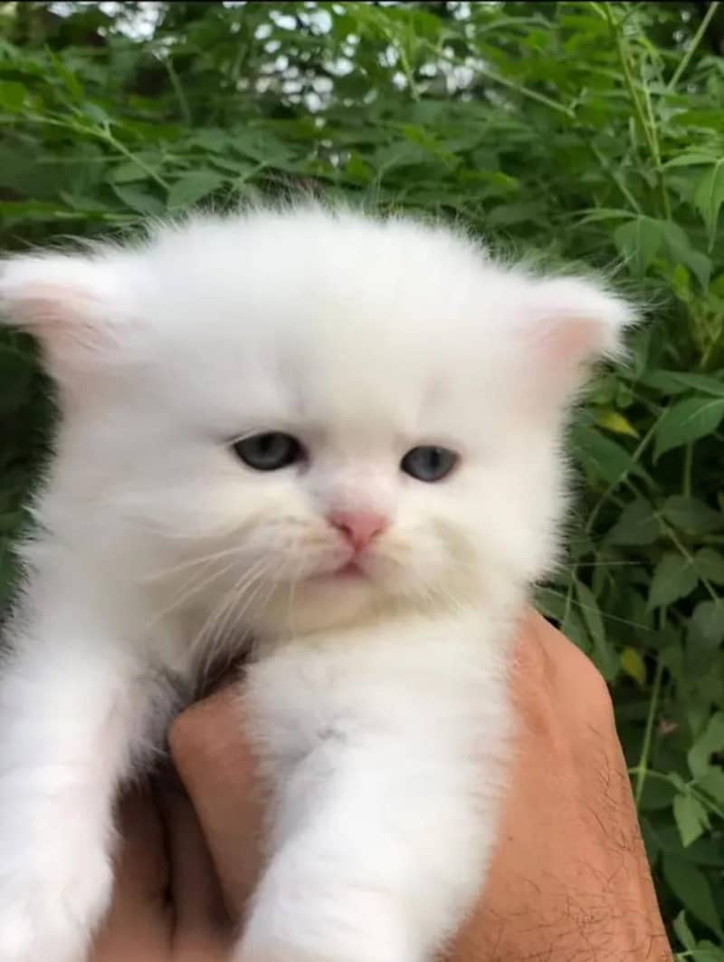 persian kittens top class quality tetra coated 2