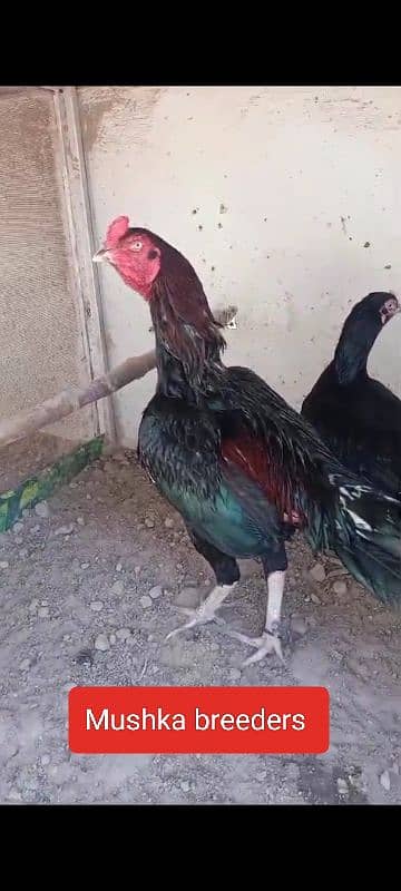 Aseel Chicks of Mianwali, Mushka & Lasani, Age 1-30 days, Fertile Eggs 11