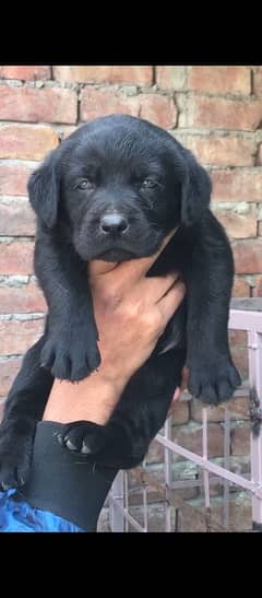 black Labrador guilty  Female puppy