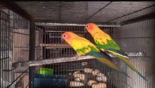 Sunconure